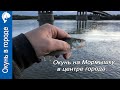 Окунь в городе на мормышку