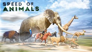 SPEED COMPARISON 3D | Animals