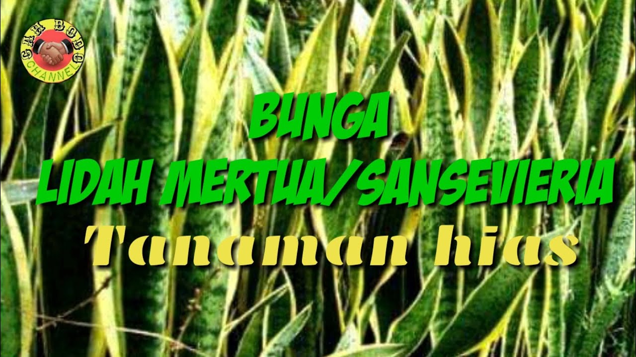  Bunga  Lidah  Mertua  Sansevieria Tanaman hias  YouTube