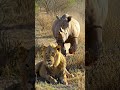 An unexpected friendship? Sai and Lion...!