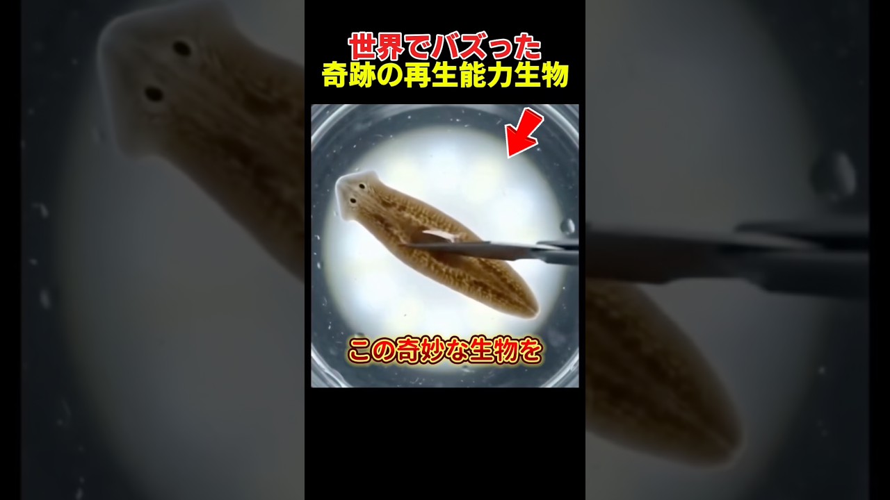 奇跡の再生能力生物の正体