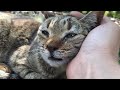 頭を撫でてたら涙を流した公園の新顔トラ猫ちゃん