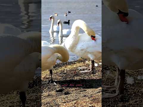 البجعة البيضاء طائر مائي أنيق برشاقة استثنائية وجمال طبيعي يزين البحيرات والسواحل بحضوره المميز