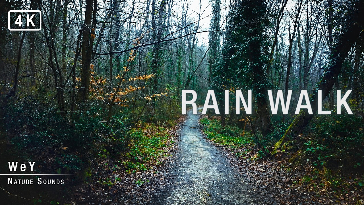 Rain Walk in the Forest | Heavy Rain Sounds & Nature Ambience 4K - YouTube