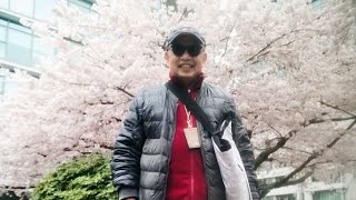 Cherry Blossoms in Downtown Vancouver