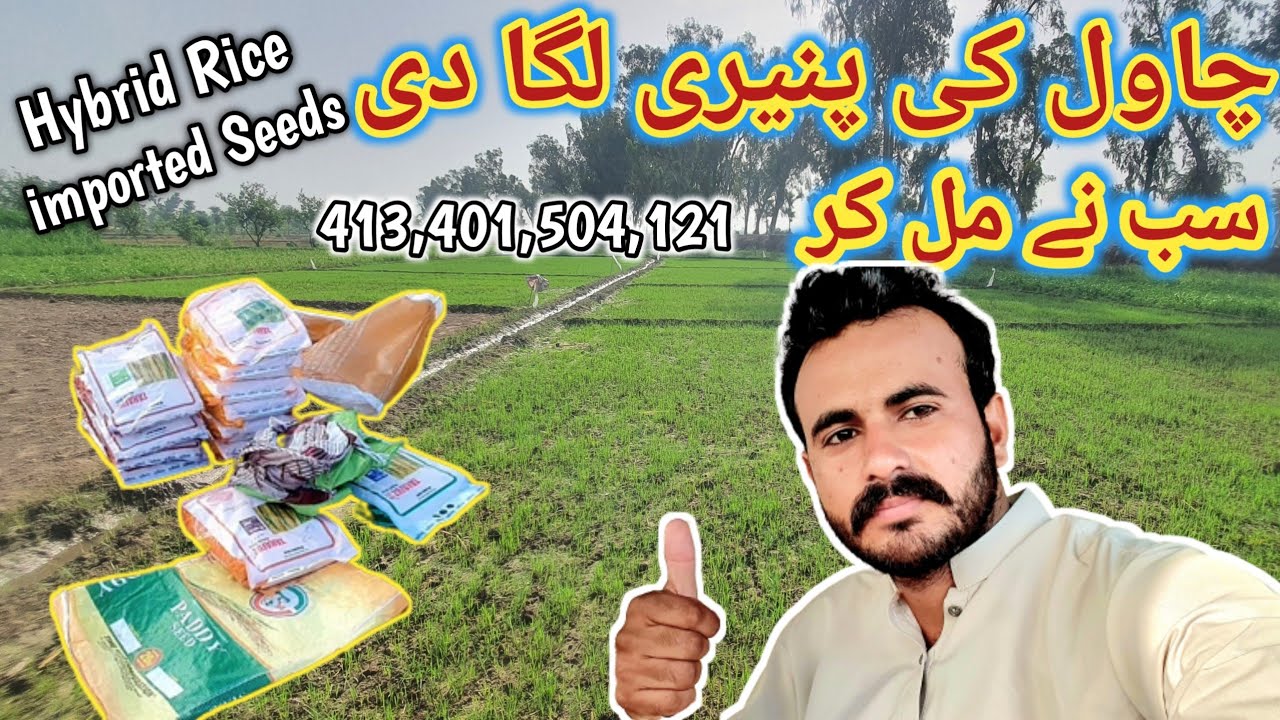 Hybrid Rice ki paneri laga di gae #New Pakistan Agri from In pakistan # ...