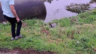 releasing my first spiny softshell turtle