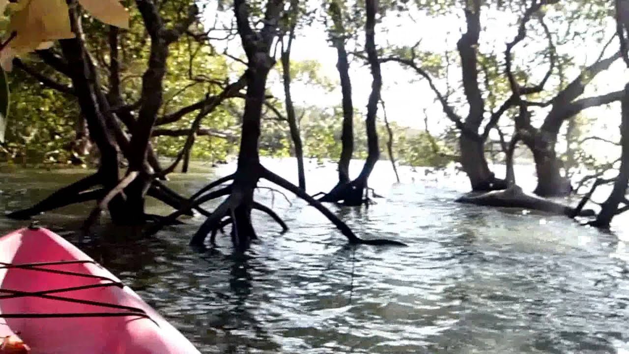 Kayaking in the Mangroves in the Bay off Brisbane YouTube