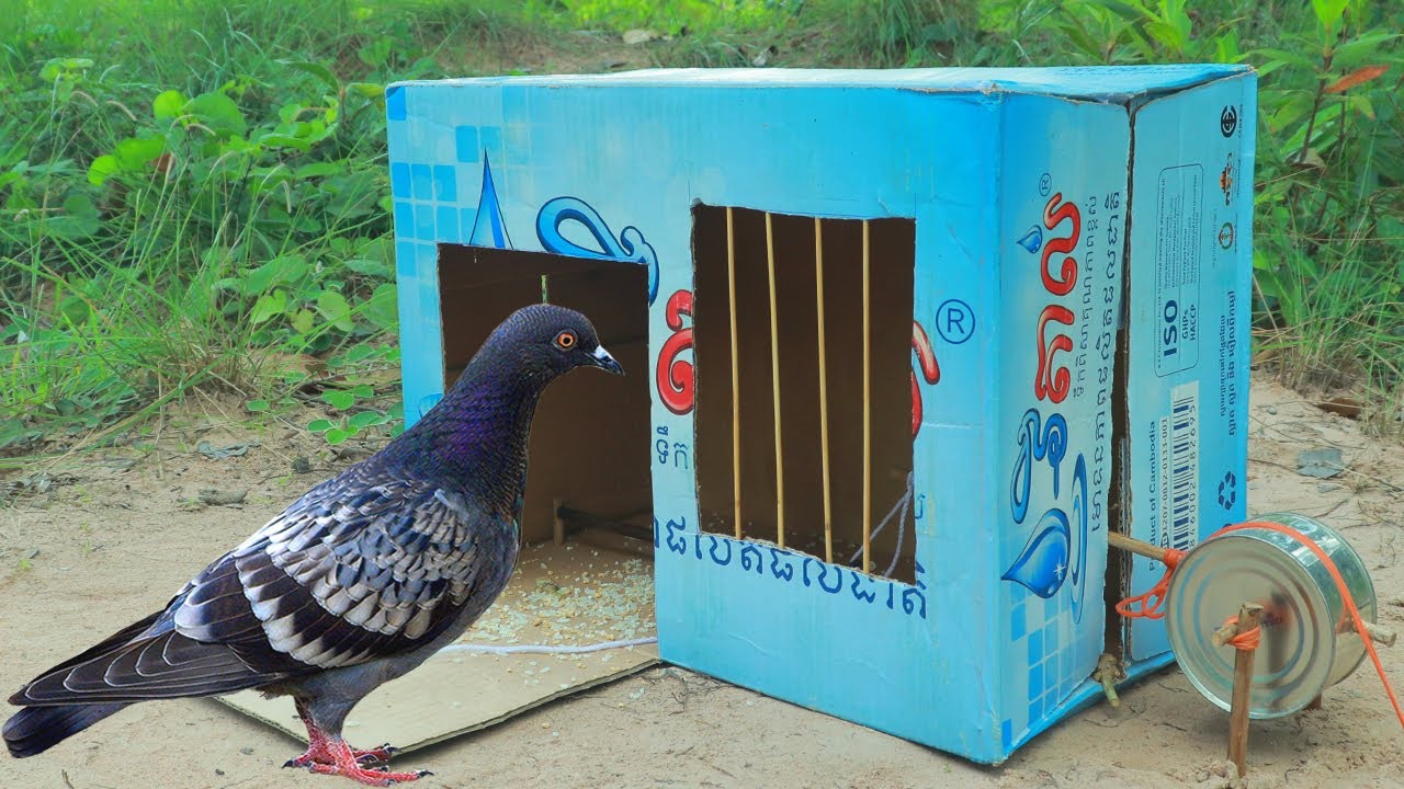 Fantastic Bird Trap Using Cardboard Box And Milk Cans || Unique Bird Trap Idea