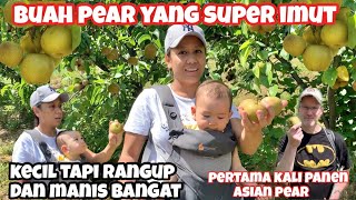 PANEN BUAH PEAR PERDANA 2022 || ASIAN PEAR YANG SUPER IMUT DAN MANIS