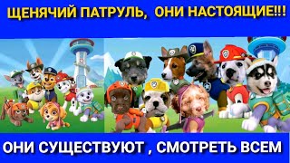 ЩЕНЯЧИЙ ПАТРУЛЬ 2020 НАСТОЯЩИЕ В ЖИЗНИ/PAWPatrol: Mega Pups 🐾