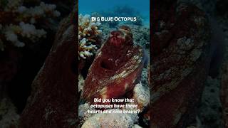 Mind-Bending Octopus Facts: 3 Hearts, 9 Brains Revealed