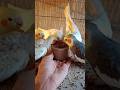 cockatiel singing parrot 🐦😍 #shorts #cockatiel #yellowcockatiel48