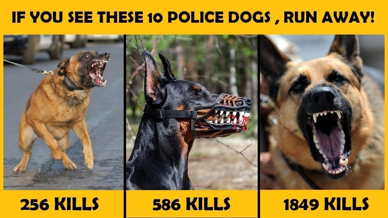 top 10 police dog breeds