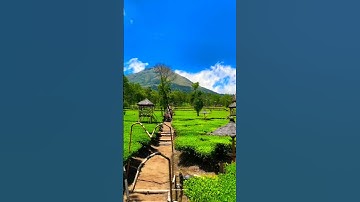 Pemandangan Alam Kebun Teh Tambi,Wonosobo.