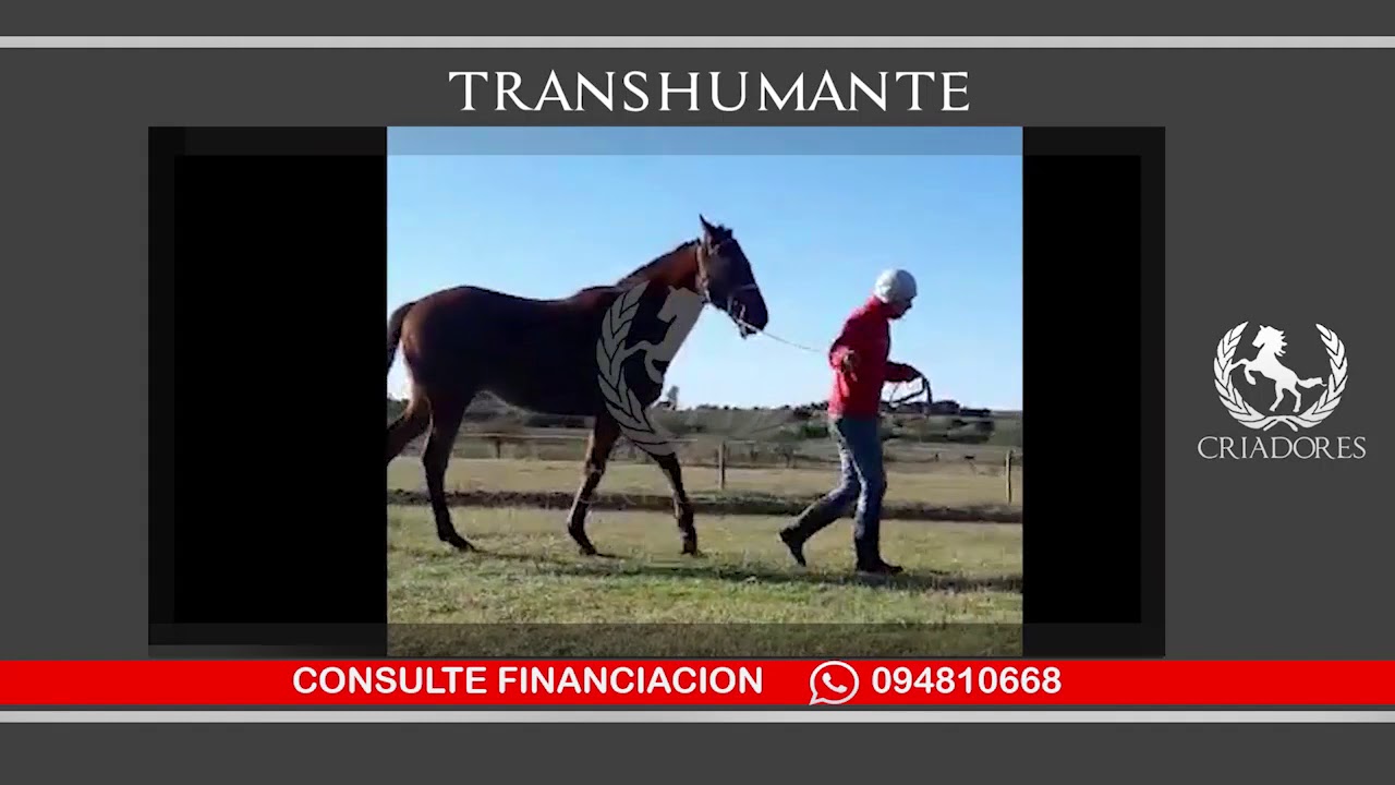 TRANSHUMANTE YouTube