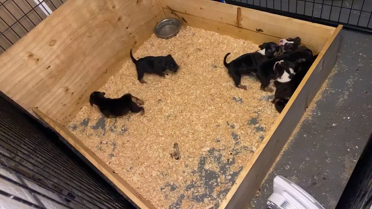 Bsc Kennels puppy playtime in welling box YouTube