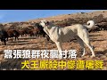 囂張狼群夜襲村落獵殺羊群 六隻牧羊犬敗北而歸 犬王廝殺中慘遭屠戮付出慘痛代價 動物世界 野狼 家畜 牧羊犬 Animal World Wild Wolf Sheepdog 囂張狼群夜襲村落獵殺羊群 六隻牧羊犬敗北而歸 犬王廝殺中慘遭屠戮付出慘痛代價 動物世界 野狼 家畜 牧羊犬 Animal World Wild Wolf Sheepdog