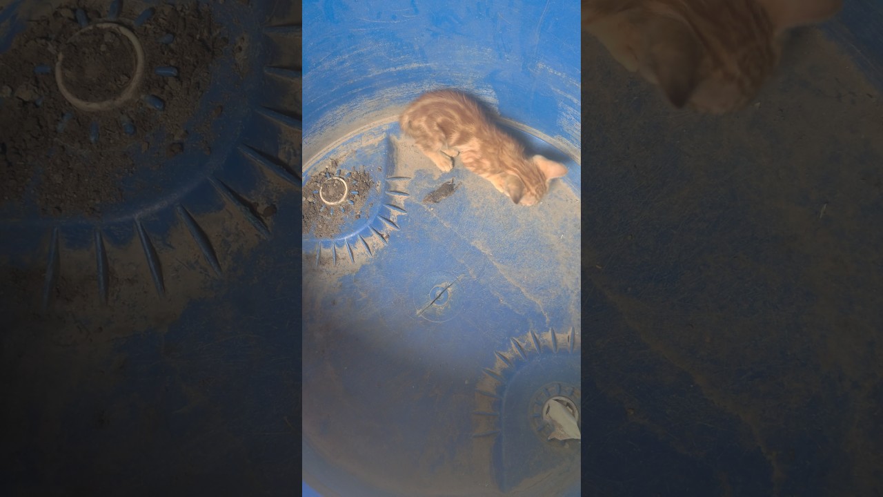 Kitten play mouse ( old video) 