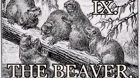 a 3-9 Video Lesson IX: The Beaver. - McGuffey