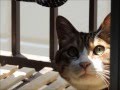 ボイスドラマ「陰鬱な朝を迎えて」