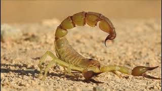 The largest and most dangerous scorpions in the world