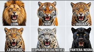 Los Felinos Más Peligrosos No Son Lo Que Imaginabas