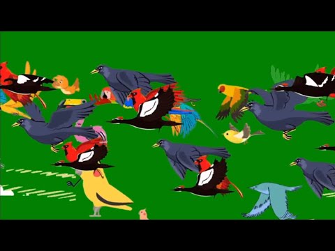 Cartoon Birds Stampede Green Screen L No Copyright