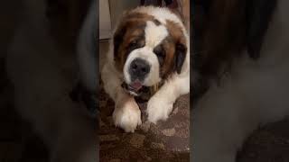 Sounds like teeth are being crushed, but the #saintbernard  #dog likes it. ‍♀ I don’t get it.