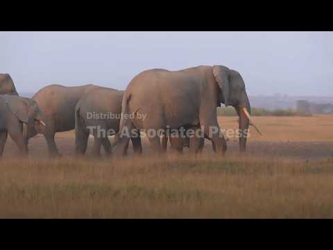 Farmers in Kenya dispute suspected cyanide poisoning that left 15 elephants dead