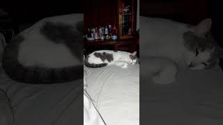 Mimajudemfofurinhasdalibrasilgatosgatogatitosshortgatinhosfofoscatloverspetsfofinhos