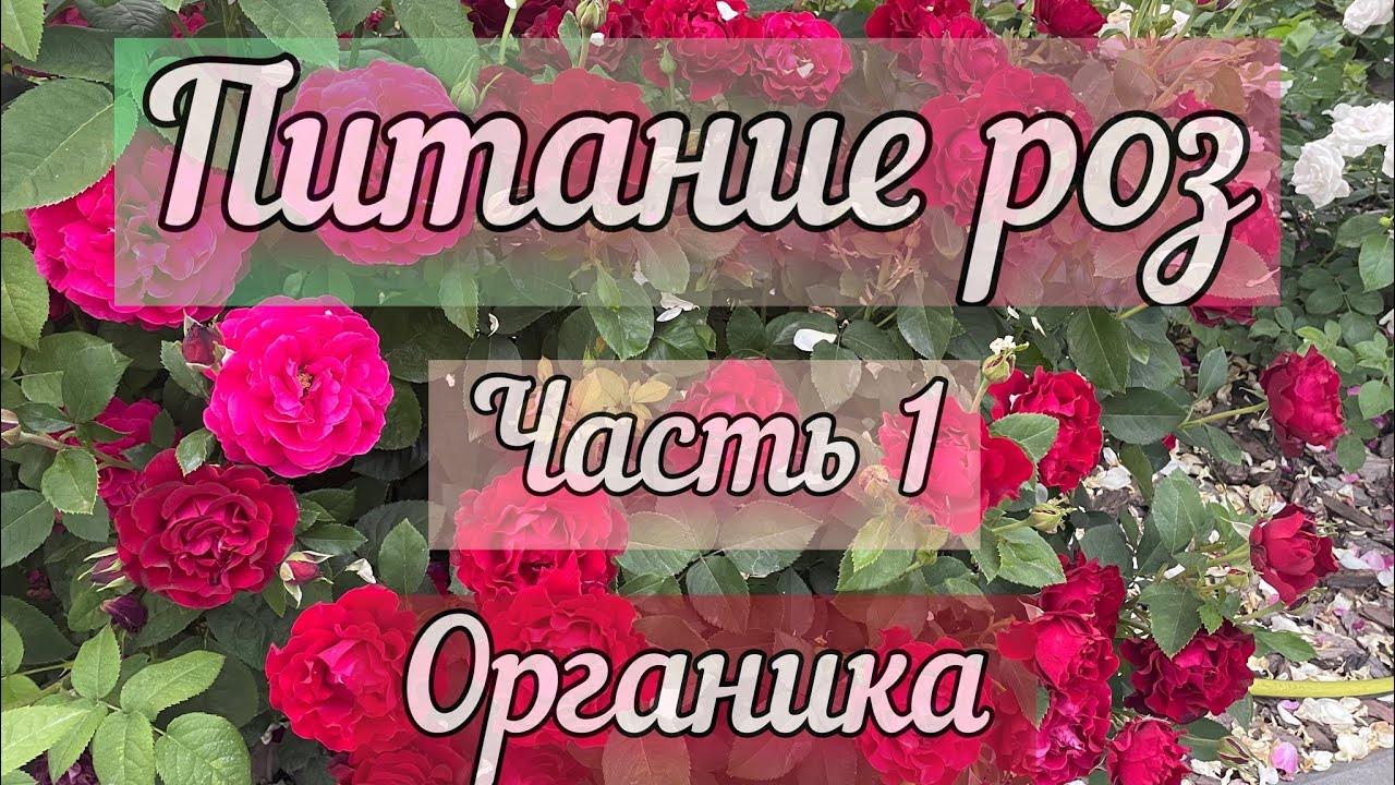 Питание роз 1 часть - органические удобрения для роз - YouTube