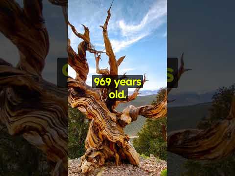 Video: Saan matatagpuan ang mga bristlecone pine?