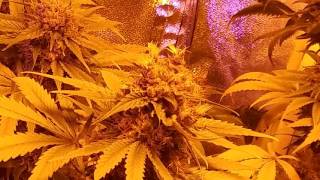 Weeky update/upgrade/ WINNERS GiveAway