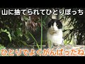 【捨て猫から家猫へ】冬山に突然捨てられひとりで生き延びた炎ちゃん　本当によくがんばったね