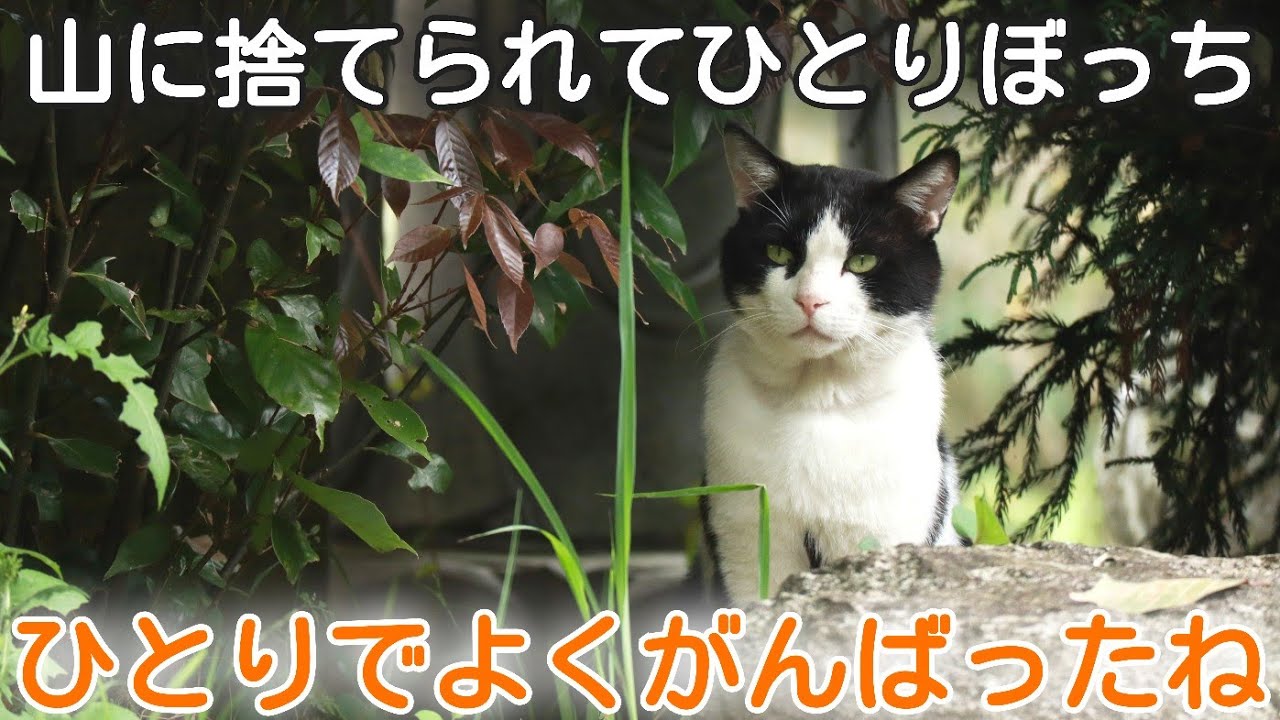 捨て猫保護】真冬の山奥で発見…人間不信の猫が生き延びた“奇跡”と