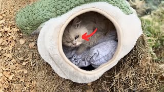 The poor stray cat,blind in its right eye,searches for food alone in the parking lot with difficulty by Paws Bliss Haven 37,083 views 1 month ago 8 minutes, 31 seconds