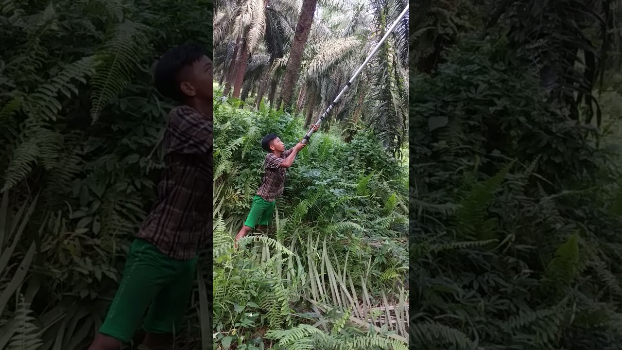 proses panen sawit pt wanasawit 1