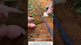 Planting Sweet Potato Slips – Bury the Vine, Grow the Tubers 🍠👨‍🌾
