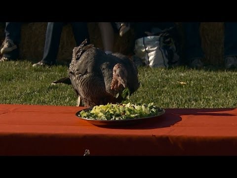 Video: Q @ A: Slakteri Og Thanksgiving Tyrkia Med Zeph Shepard