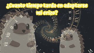 ¿Cuánto tiempo tarda en adaptarse mi erizo? | Erizoo México