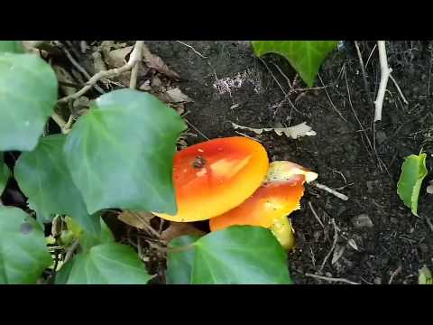 სოკო ნიყვის მოპოვება ხარაგაული სოფელი ვანი xaragauli sofeli vani грибы Mushrooms