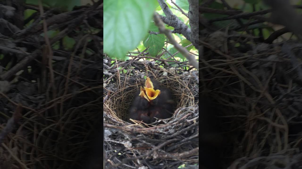 kevin mccollum death Baby Mockingbirds - May 2016