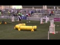 Tia 2012 AKC Agility Invitational Fast Course Tia 2012 AKC Agility Invitational Fast Course