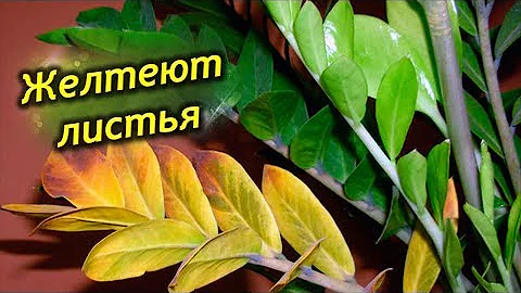 Почему желтеют листья у долларового дерева? Что делать, как спасти Замиокулькас?