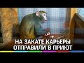 Сдали в приют после цирковой карьеры: как живёт самец макаки Мартин в Челябинске