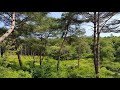 드라마 배경감성 수십년된 자연생 소나무숲 땅-마음맞는 2-3인 공동으로 소액으로로 마련해보자! 평창부동산 강원도부동산 평창전원주택 평창시골집 평창토지 평창땅 강원도토지 강원도땅
