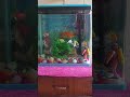 #Aquarium# colourful fishes# fish lover#