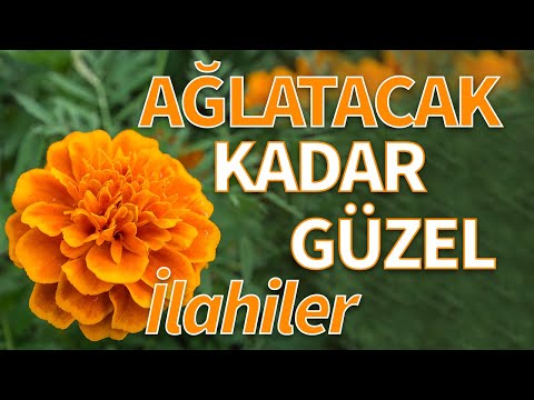 YALAN DÜNYA SENİN NEYİNE GÜLMELİ / GÖZYAŞARTAN HARİKA İLAHİLER