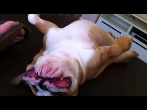Hurley, the English Bulldog puppy, laying on his back upside down --8 months old